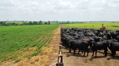 Com pecuária aquecida, VBP terá estabilidade em 2019; agricultura cai 4,1%