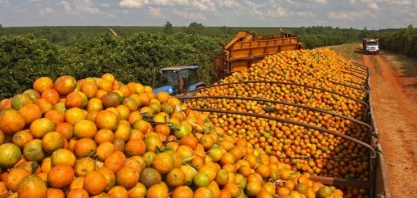 Safra de laranja atinge recorde de produtividade