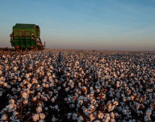 MT desbanca SP pelo 2º ano e concentra maior valor de produção agrícola