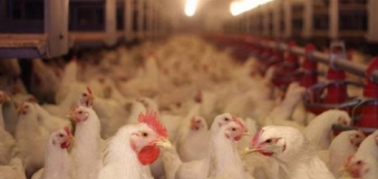  Frango: Demandas interna e externa aquecidas manterão preços firmes em 2020