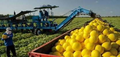 China autoriza importação de melão do Brasil