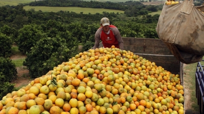 Estoques de suco de laranja crescem 41,8% após ampla safra, diz CitrusBR