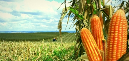 Dólar será decisivo para preço de arroz, feijão e milho em 2020 