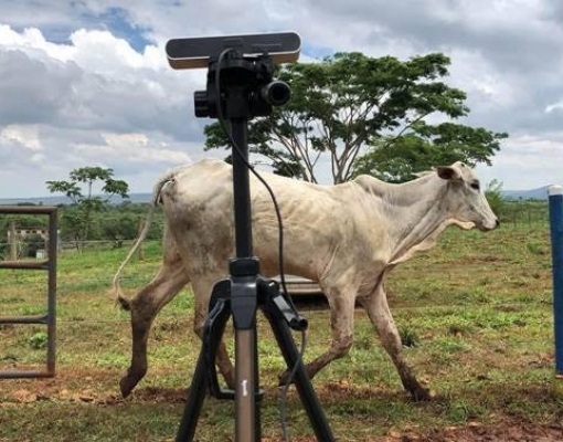 Vídeo: pecuarista usa drone para tocar a boiada - Revista Globo Rural