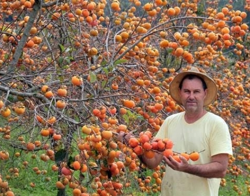 Pequeno agricultor sofre com a crise e joga fora produção