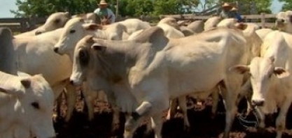 Apesar do coronavírus, cadeia produtiva da carne bovina segue em alta