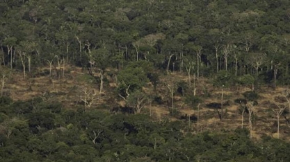 Ministério da Agricultura ganha poder de conceder florestas públicas