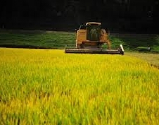 Arroz: Agromensal Cepea/Esalq/USP maio/2020