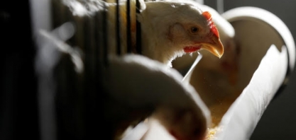 China:Produção de frango continua a crescer e reduz apetite por importações