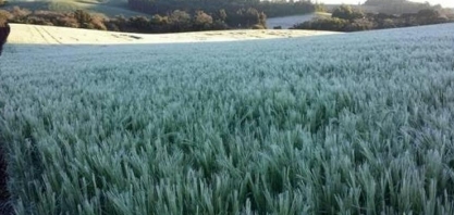 Geadas atingem 1/3 do trigo do Paraná suscetível a perdas; RS também sofre