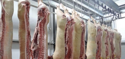 Brasil para compras de carne suína da Alemanha após caso de peste africana