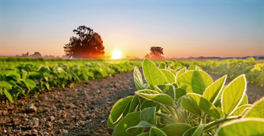 Cenário de 2021 repete evolução favorável de 2020 para agricultura 