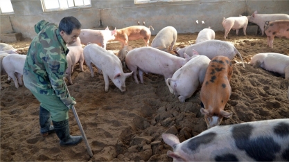 Casos de peste suína na Alemanha sobem de 20 para 29