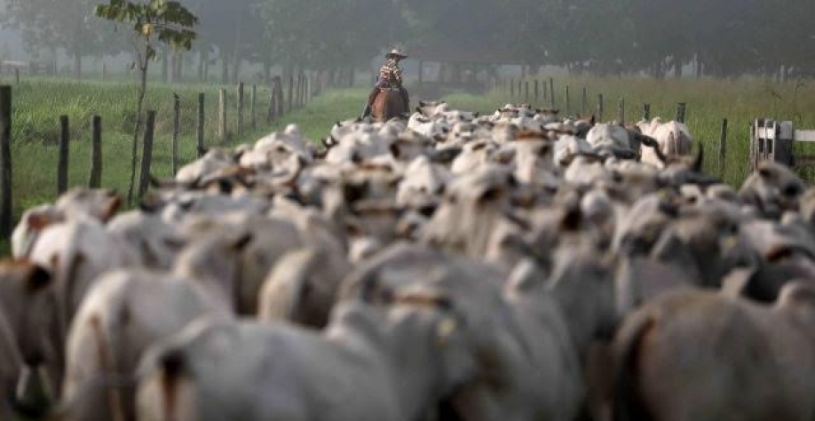 Pecuarista lidera intenção de investir em tecnologia entre produtores