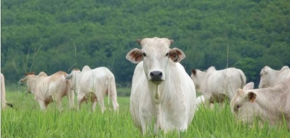 Setor mundial de carne bovina começa a voltar ao normal