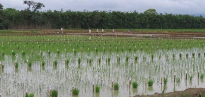 Importação de arroz aumenta 47% neste mês