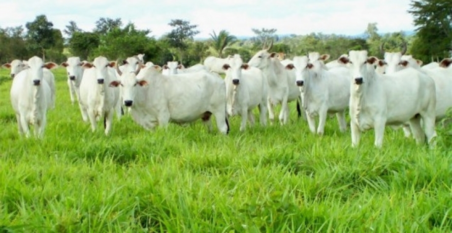 Boi:Preço segue em alta no atacado de SP e atinge recorde de R$ 17,16 o kg