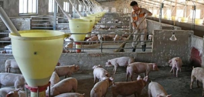  Produção de carne suína na China sobe 18% no 3º trim.;oferta segue apertada