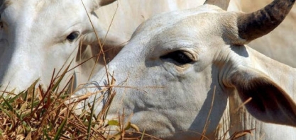 Pecuaristas retêm fêmeas e rebanho bovino cresce pela 1ª vez em 3 anos