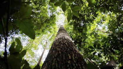 Produtores rurais vão receber por florestas conservadas na Amazônia