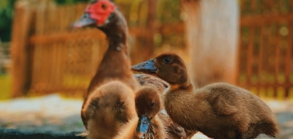 França confirma surto severo de gripe aviária em criação de patos