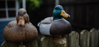 França abate mais patos em corrida contra o tempo para conter gripe aviária