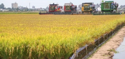 RS abre colheita do arroz; chuva beneficia lavouras de soja e milho