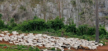 Há, sim, vínculos entre os maiores frigoríficos do Brasil e o desmatamento