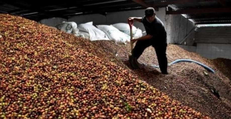 Café: Produção este ano pode diminuir 30%, estima CNC