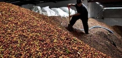 Café: Produção este ano pode diminuir 30%, estima CNC