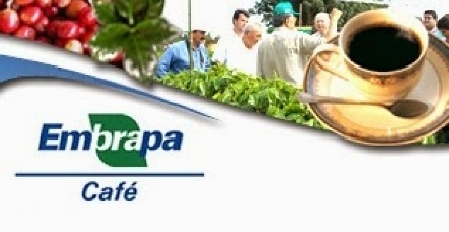 Cafeicultura brasileira tem menor área em produção das últimas duas décadas