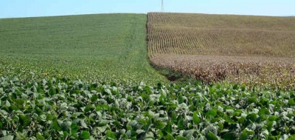 Soja virou para o positivo em Chicago; milho ganha mais com o USDA