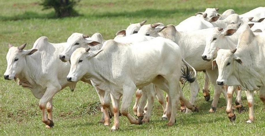 China aceitando carne de boi mais velho? Só os frigoríficos têm a resposta