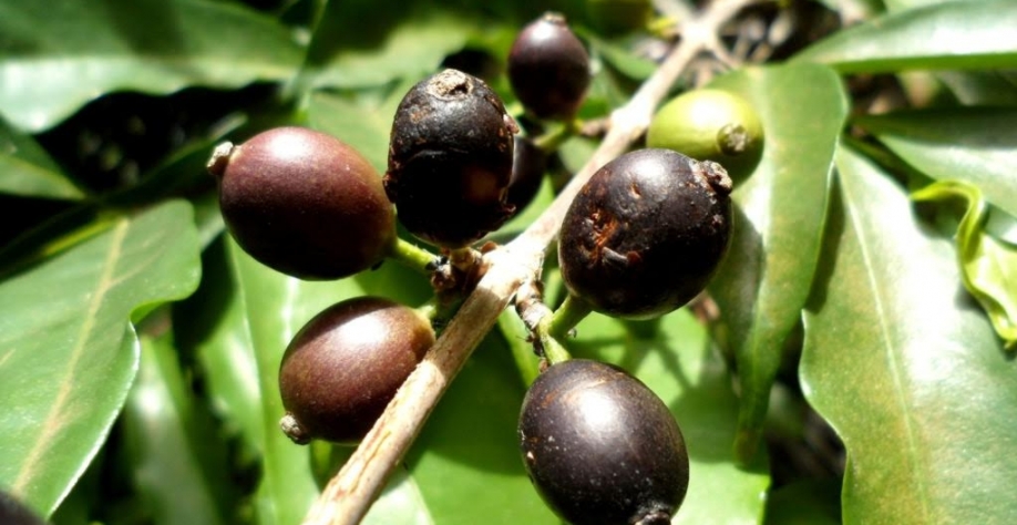 Espécie redescoberta de café promete assegurar o futuro para o cultivo