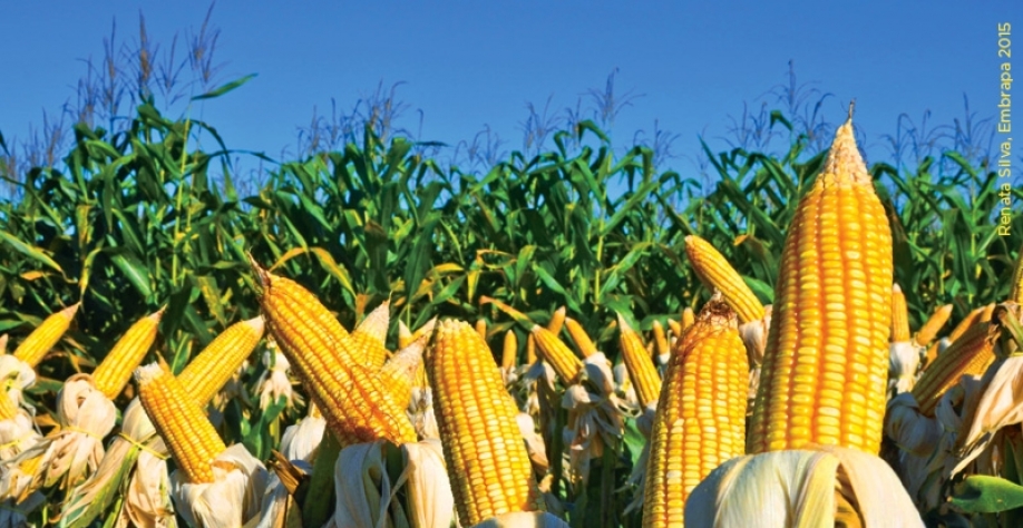  Milho: Análise Conjuntural Agromensal Cepea/Esalq/USP