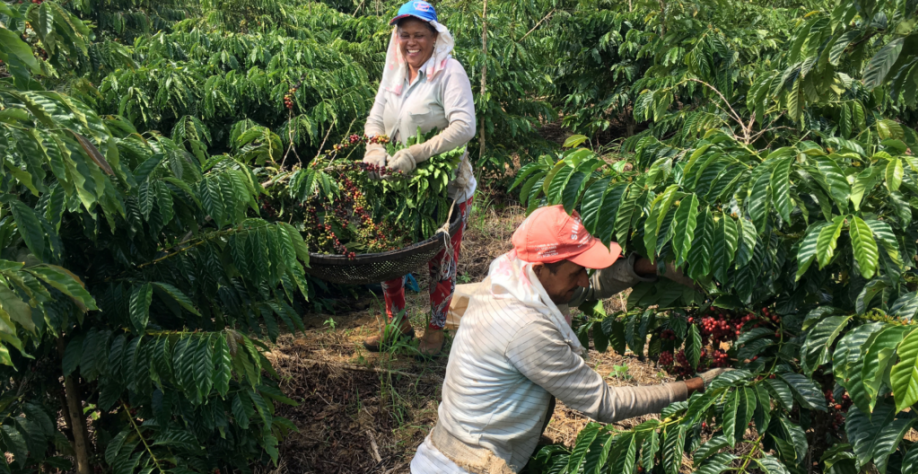 Com safra maior e bons preços, colheita de café canéfora ganha ritmo