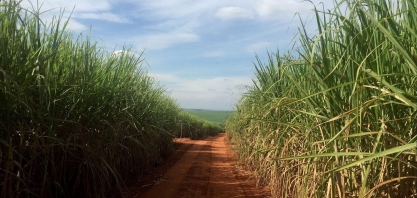 Produção de etanol do Centro-Sul cai menos que a de açúcar