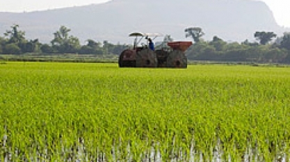 RS: Arroz pode ser usado na ração para substituir milho