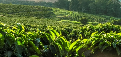 Produção global de café deve cair 6,26% em 2021/22, ara 164,8 mi de sacas