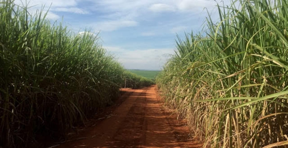 São Martinho vê queda de 8,9% na moagem de cana por seca, a 20,5 mi t