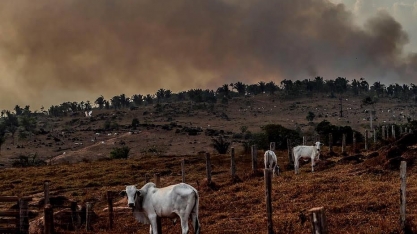 Sob pressão, indústria da carne não consegue garantir proteção à floresta