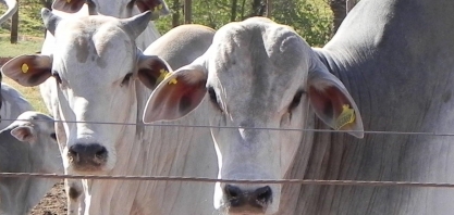 Blockchain é a nova aposta da Marfrig para monitorar a cadeia da carne