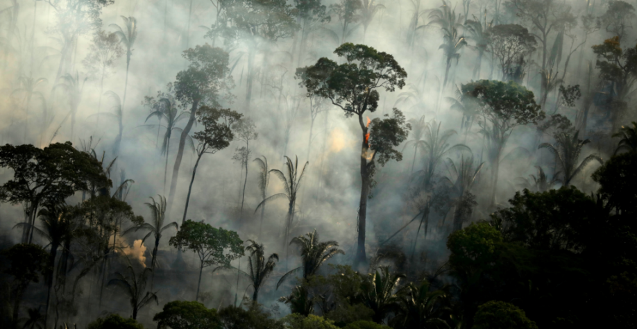 Mais de 10.000 espécies correm risco de extinção na Amazônia, diz relatório