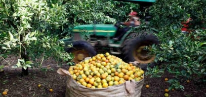 Produção global de laranja em 2020/21 deve aumentar 5,5%