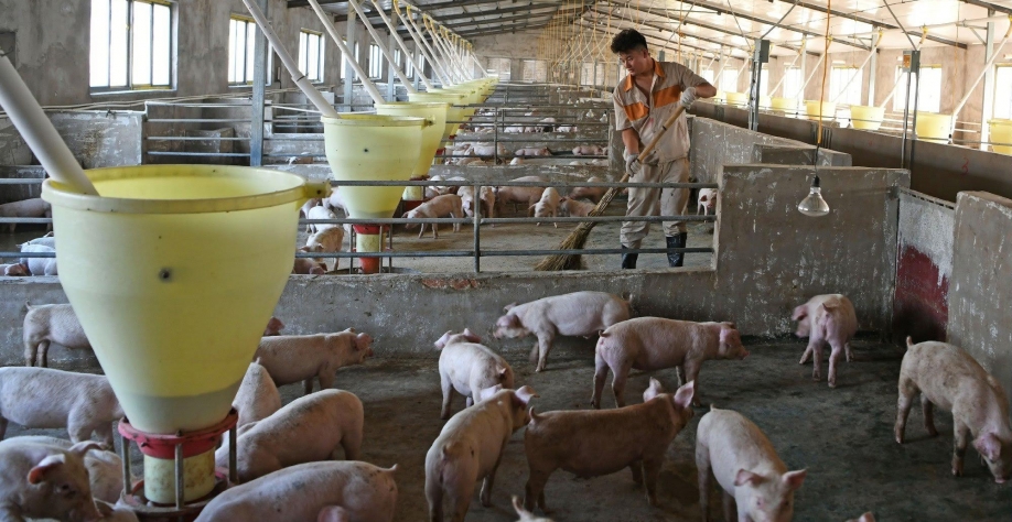 Produção de suínos e de carne da China cairá em 2022, diz USDA