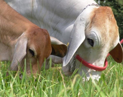 A carne que você consome pode ser boa para o meio ambiente