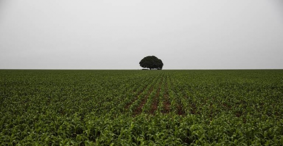 Inflação do fertilizante supera 50% na safra de milho e soja que se inicia