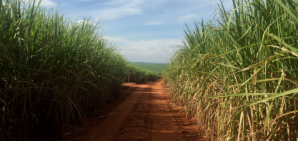 Centro-Sul pode produzir mais etanol, mesmo com moagem menor de cana