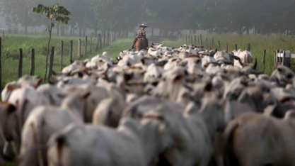 Rebanho bovino volta a crescer, após dois anos seguidos de queda