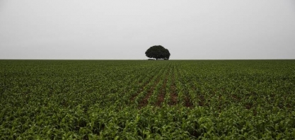 Expansão de área exige importação recorde de fertilizantes e de agrotóxicos